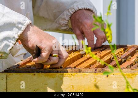 Le mani rimuovono il telaio con i nidi d'ape dall'alveare. Un apicoltore ispeziona le api in un apiario. Preparazione per la raccolta del miele in una giornata estiva soleggiata. R Foto Stock