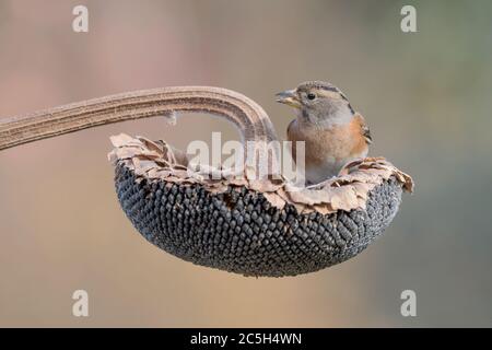 Bel ritratto di Brambling arroccato su girasole (Fringilla montifringilla) Foto Stock