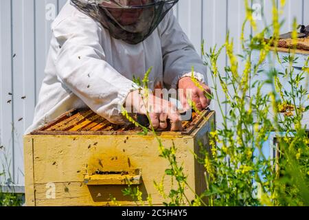 Un apicoltore estrae una cornice con nidi d'ape dall'alveare. Ispezione delle api nell'apiario. Preparazione per la raccolta del miele in una giornata estiva soleggiata Foto Stock