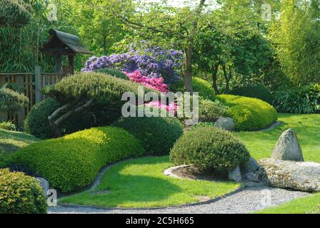 Japanischer Garten, Krummholzkiefer Pinus mugo var. Pumilio, Buchsbaum Buxus sempervirens suffruticosa Foto Stock