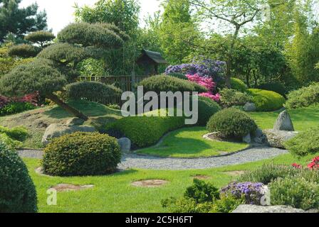 Japanischer Garten, Krummholzkiefer Pinus mugo var. Pumilio, Buchsbaum Buxus sempervirens suffruticosa Foto Stock