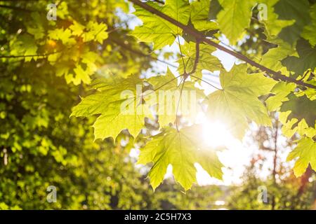 Primo piano di fascio solare che splende attraverso foglie di acero verde Foto Stock