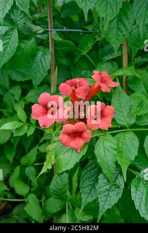 Amerikanische Trompetenwinde Campsis radicans Stromboli Foto Stock
