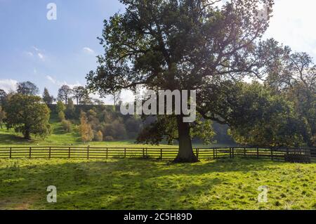 Albero vicino a Abbazia di Easby nel Nord Yorkshire, Inghilterra Foto Stock