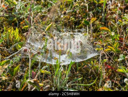 Fotografia con un bellissimo ragno web fotografato alla prima luce al mattino sulla riva di un'isola di Saaremaa Foto Stock
