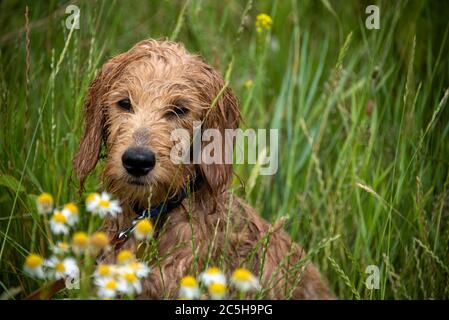 Magdeburgo, Germania. 28 Giugno 2020. Un Mini Goldendoodle bagnato è seduto in un prato con piante camomile. Credit: Fahren/dpa-Zentralbild/ZB/dpa/Alamy Live News Foto Stock