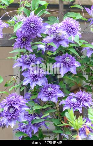 Waldrebe Clematis Blu Multi Foto Stock