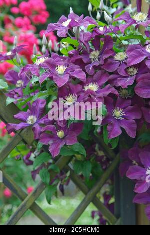 Grossblumige Waldrebe Clematis il Vagabond Foto Stock