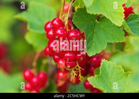 Chiocciatura di ribes rosso (ribes rubrum) frutta con foglie Foto Stock