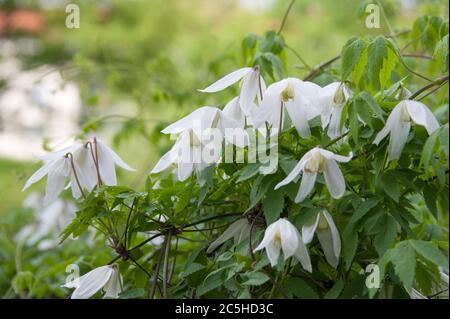 Waldrebe Clematis White Columbine Foto Stock