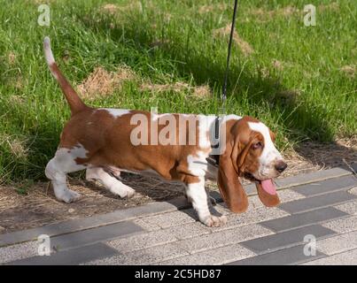 Basset Hound cane su una passeggiata in estate Foto Stock