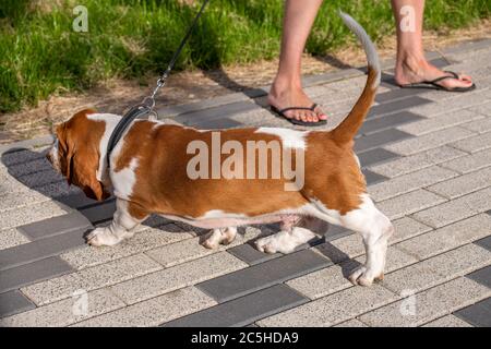 Basset Hound cane su una passeggiata in estate Foto Stock