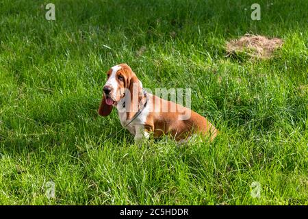 Basset Hound cane su una passeggiata in estate Foto Stock