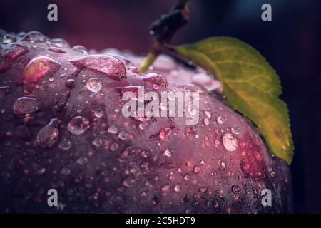 Dettaglio di una prugna con gocce d'acqua, primo piano Foto Stock