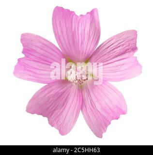 fiori di mallow muschio più grandi isolati su sfondo bianco Foto Stock
