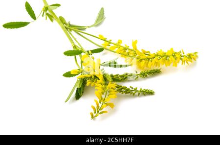 Melilotus officinalis (giallo Meliloto) isolato su bianco Foto Stock