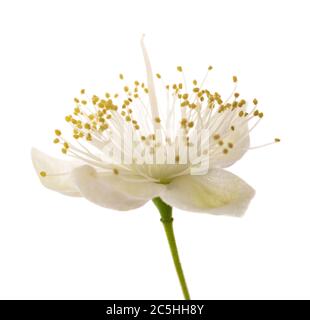 Comune di fiori di mirto isolati su sfondo bianco Foto Stock