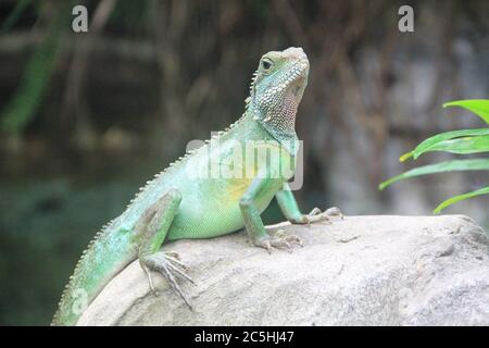 iguana verde Foto Stock