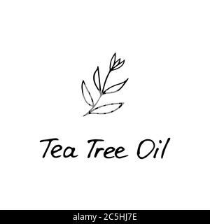 Pianta dell'albero del tè. Ingrediente cosmetico olio di albero di tè. Icona disegnata a mano per la stampa e il Web. Grafico vettoriale. Illustrazione Vettoriale