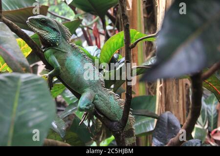 iguana verde Foto Stock