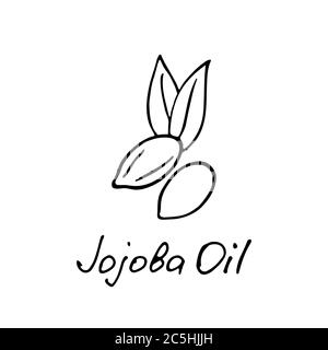 Olio di jojoba. Ingrediente cosmetico. Olio nutrizionale per la cura della pelle. Icona disegnata a mano del dado di jojoba. Illustrazione vettoriale Illustrazione Vettoriale