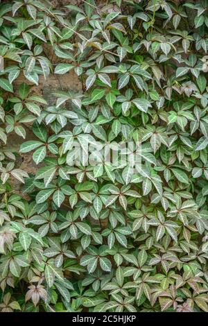 Wilder Wein Parthenocissus henryana Foto Stock