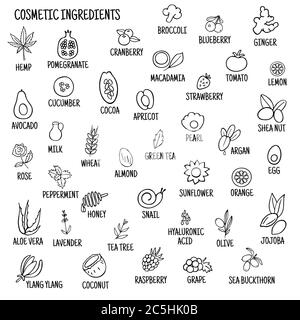 Ingredienti cosmetici. Icone disegnate a mano di erbe, frutta, verdura, fiori, oli. Raccolta di icone vettoriali. Illustrazione Vettoriale