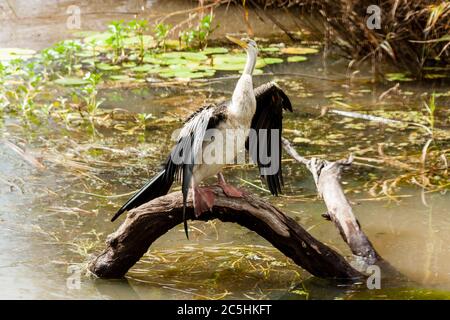 Fuoco selettivo, Anhinga (Snakebird) seduto sull'albero, Australia Foto Stock