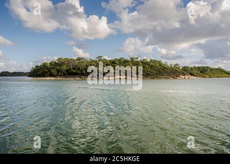 Isola coperta da Pinus pinaster nel lago di Soustons, il dipartimento delle Landes, Francia Foto Stock