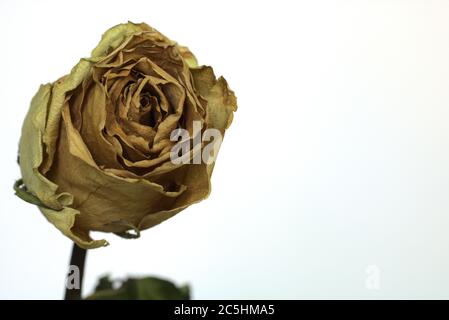 Primo piano di una rosa gialla secca su fondo bianco Foto Stock
