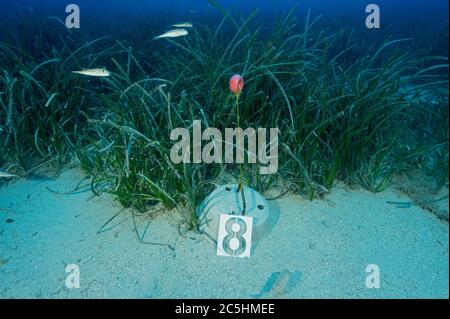 Scienziati marini che istituiscono il gangrass, Posidonia oceanica, stazione di monitoraggio nell'area marina protetta di Kas-Kekova Antalya Turchia. Foto Stock