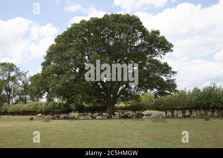 Un gregge di pecore all'ombra di un grande albero di querce nella campagna dell'Oxfordshire occidentale nel Regno Unito Foto Stock