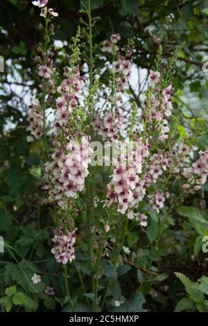 Una pianta di Mullein viola anche conosciuta come un viola di Temptress trovato che cresce nel Regno Unito Foto Stock