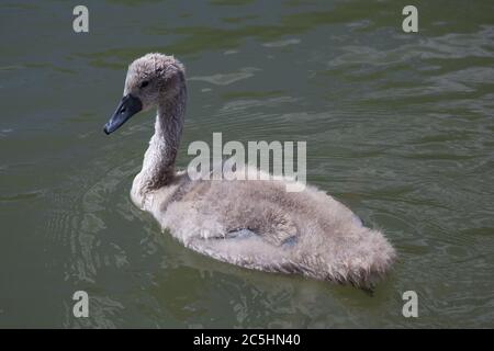 Un giovane cygnet che nuota sul Tamigi nell'Oxfordshire nel Regno Unito Foto Stock