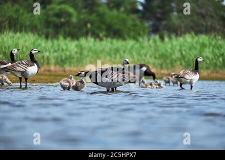 Le oche di Barnacle nidificano sulle rive di un lago in Finlandia Foto Stock