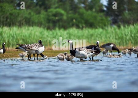 Le oche di Barnacle nidificano sulle rive di un lago in Finlandia Foto Stock