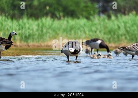 Le oche di Barnacle nidificano sulle rive di un lago in Finlandia Foto Stock