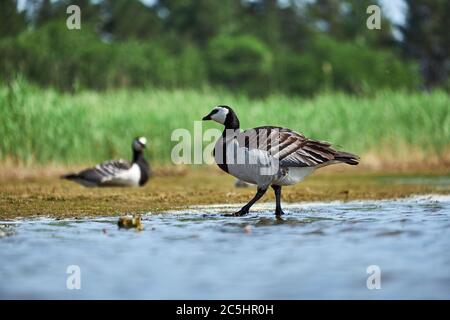 Le oche di Barnacle nidificano sulle rive di un lago in Finlandia Foto Stock