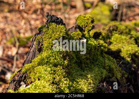 Tronco di albero sdraiato, marcio coperto di muschio verde fresco, profondità di campo poco profonda, fuoco selettivo Foto Stock