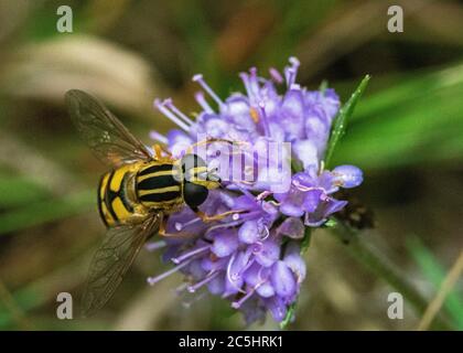 Testa su un particolare di un Hoverfly sole (Helophilius pendulus) che riposa su un campo Scabious Flower (Knautia arvensis). Foto Stock