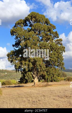 Grande albero di eucalipto solitario in luce tardo pomeriggio contro il paesaggio greco. Grecia, Peloponneso Foto Stock