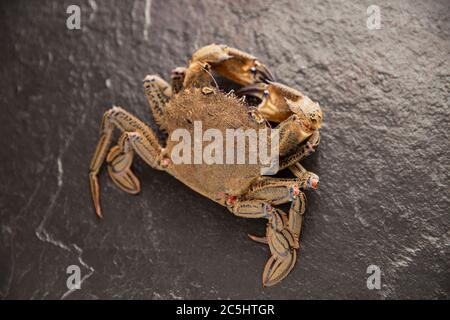 Un singolo granchio da nuoto crudo, non crudo, Necora puber, visualizzato su uno sfondo scuro di ardesia. Sebbene non sia ampiamente consumato nel Regno Unito, t Foto Stock