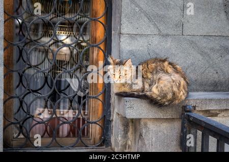 Gatto non domestico che dorme per le strade di Tbilisi, Georgia. Foto Stock