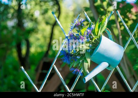 bel bouquet di fiori di mais blu in giardino annaffiatura Foto Stock