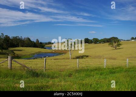 Mucche pascolando da diga nei campi di Maleny Queensland Foto Stock
