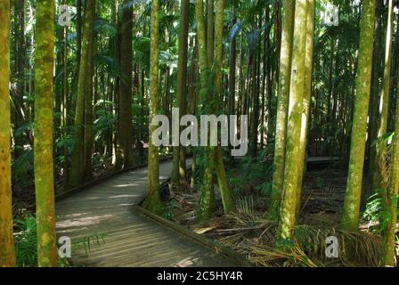 Il lungomare si snoda attraverso tronchi di alberi e palme nella Riserva paesaggistica di Mary Cairncross Foto Stock