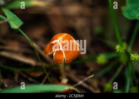 Un fungo molto piccolo e delicato che cresce alla base di un querce. Foto Stock