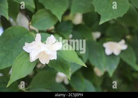 Fiori di gelsomino bianco che fioriscono sul cespuglio nel giorno d'estate. Natura estiva europea Foto Stock