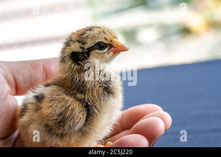 Adorabile Wyandotte pulcino sulla mano dell'uomo umano in luce esterna con sfondo sfocato. Foto Stock