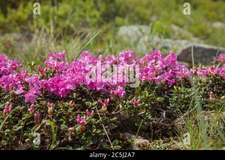 Splendidi paesaggi estivi in Carpatia montagne, molti fiori, rododendri. Carpazi, Marmaroshchyna, Maramures, Ucraina Foto Stock